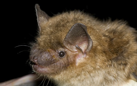 Los murciélagos son efectivos en el control de plagas agrícolas